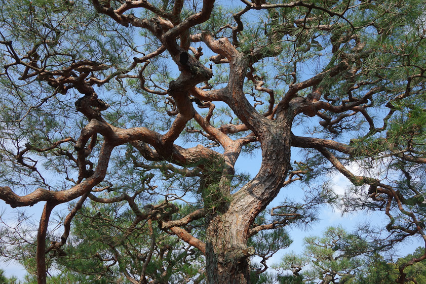 wonderful pine at Enko-ji