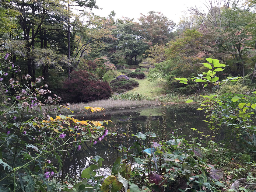 I imagine the beauty of this garden was designed by the Kobayashis and their gardeners.