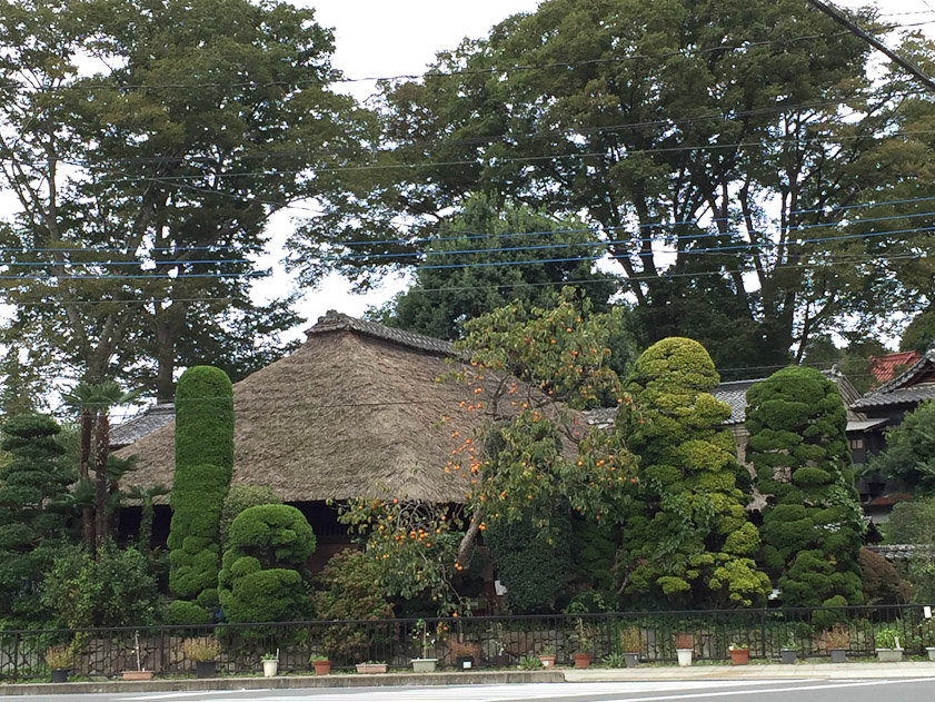 The roof covers an indigo dyeing atelier in Mashiko. Note the shaped trees and the persimmon tree.