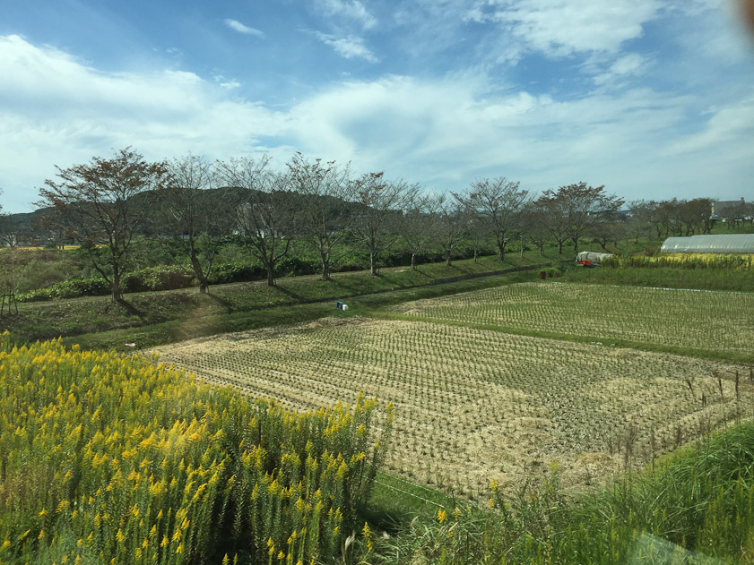 View from the train of a rice paddy. This is northwest of Osaka, as we traveled to see the Hyogo Museum of Ceramic Art.