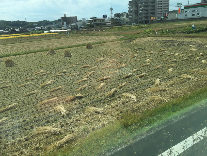 ... and after harvest.