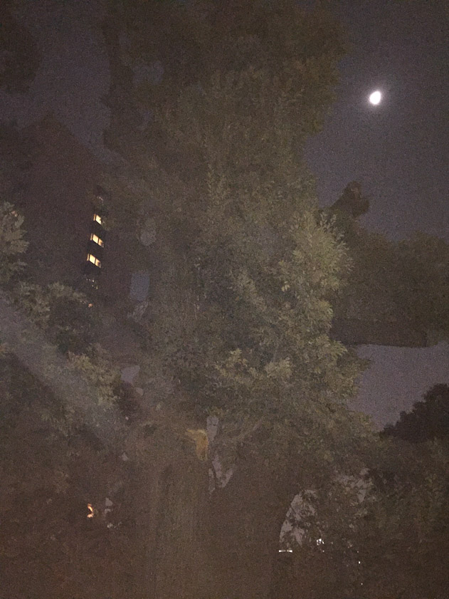 Moon-lit Chinzanso garden, with the lights of the hotel on the left.