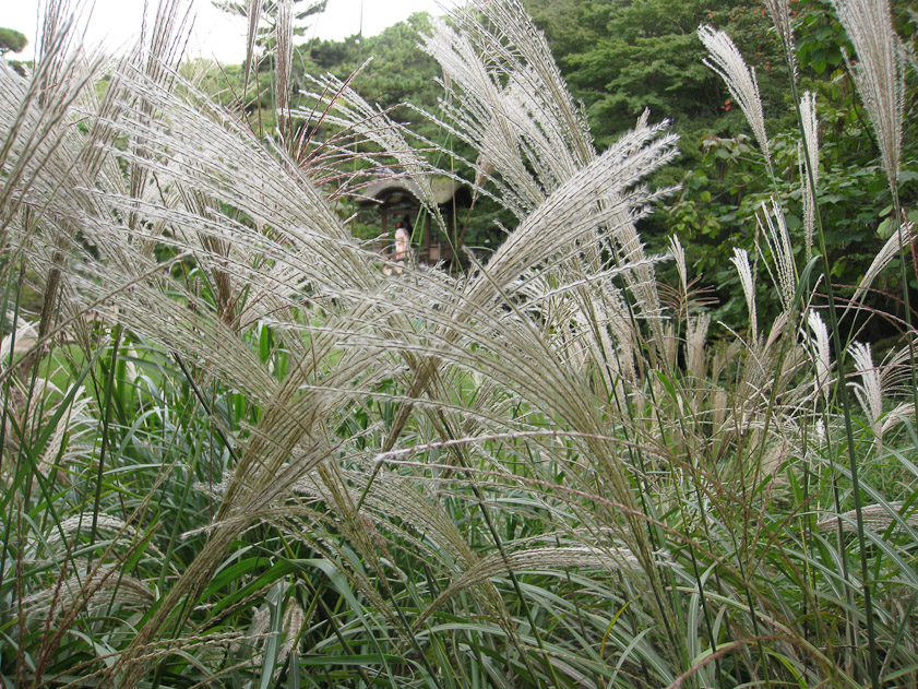 Sankeien Garden, Yokohama