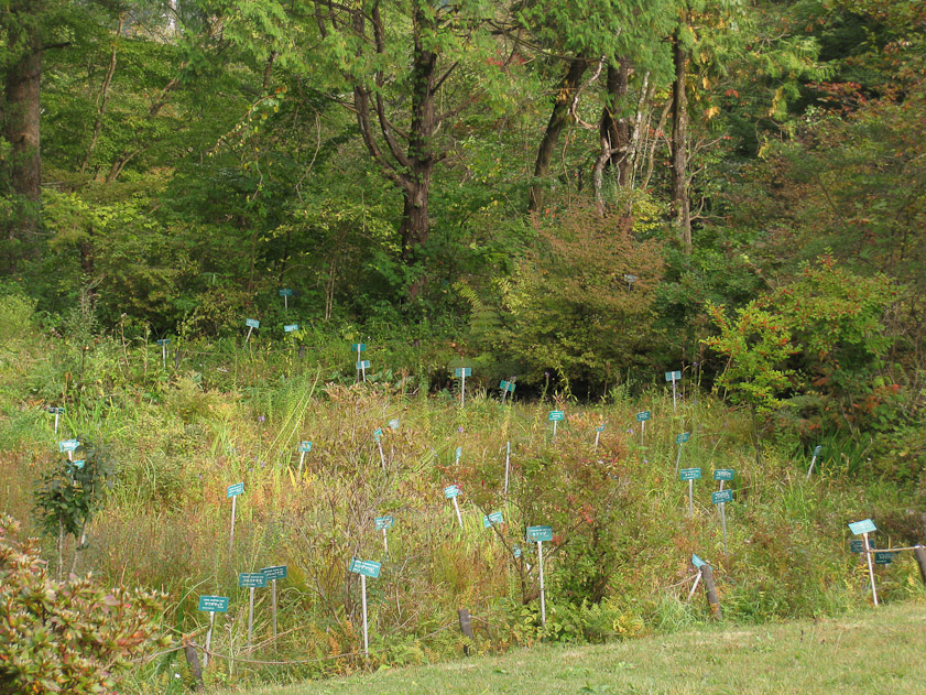 EVERY plant was labelled at Nikko Botanical Garden.
