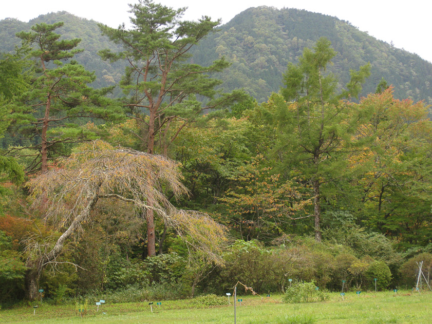 Our second day of touring at Nikko included a visit to the Botanic Garden, part of Tokyo University. The garden was started by a Meiji-era banker named Kobayashi, who built a villa here.