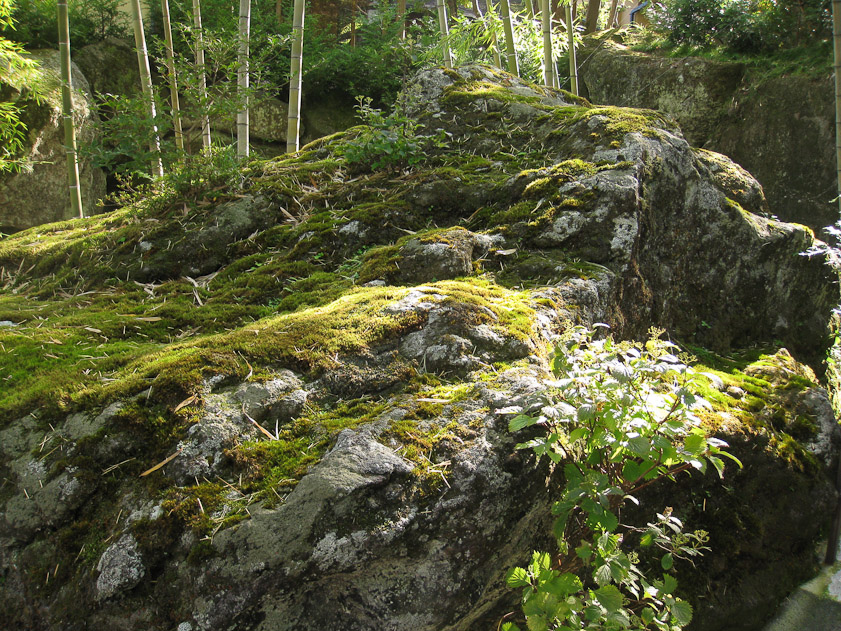 Moss garden at Hakone Museum