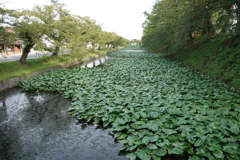 Moat at north side of Hirosaki Castle. The Nakacho district is on the left, the castle to the right.