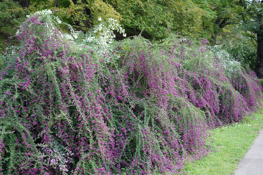 Flowering bushes at Hirosaki Castle