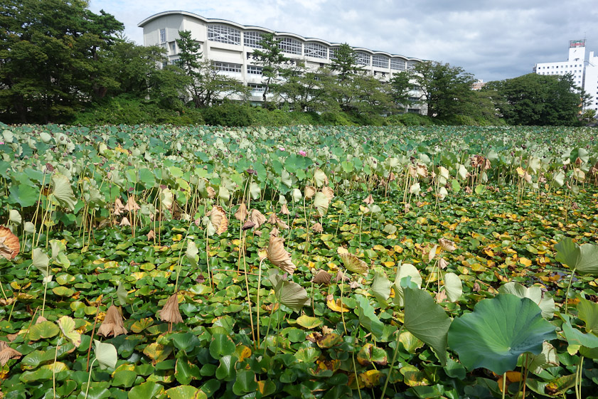 Lotus plants filling a moat in Hirokoji. The building is a high school.