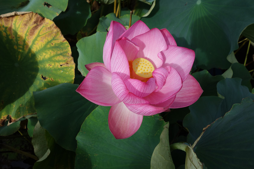 Lotus flower in the moat at Hirokoji.