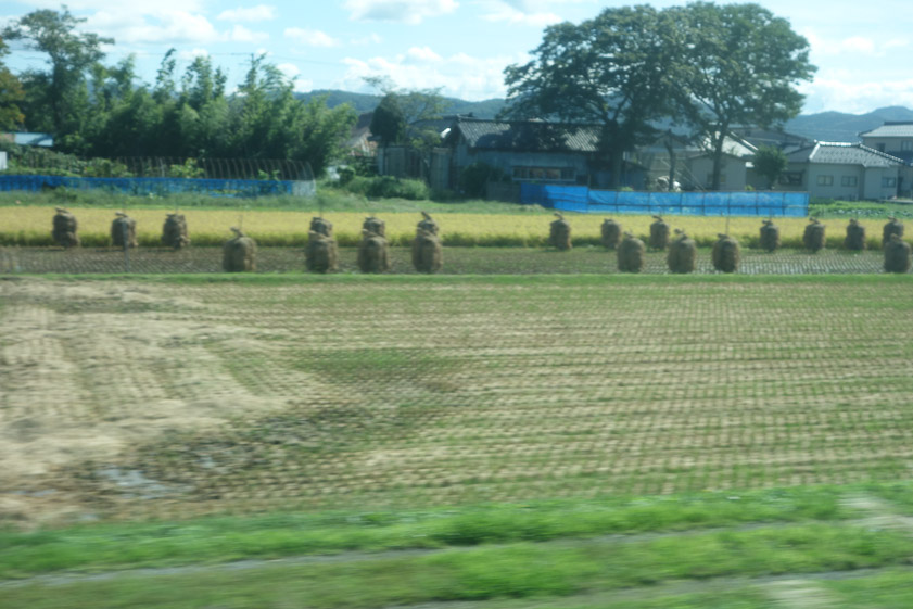 Stacks of harvested rice
