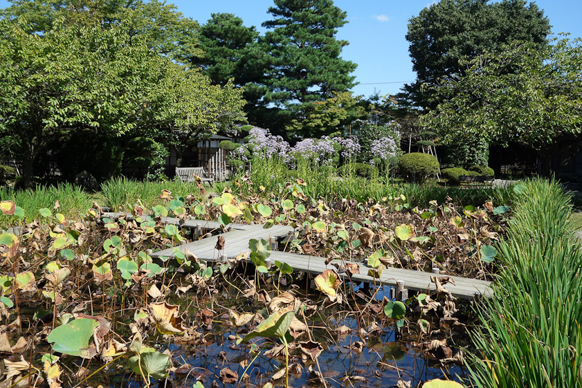 This stand of lotus plants started from 3 grains of lotus fruit more than 2,000 years old found in 1951 in an archeological excavation in the basement of Tokyo University.