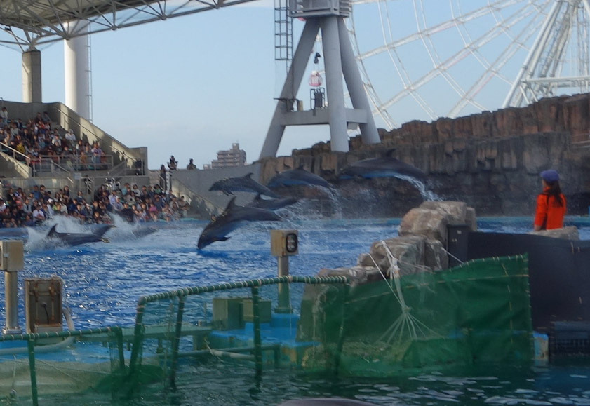 The dolphin tank is open on top to allow a show to spectators in bleachers. The bleachers and the pool are sheltered by a roof.