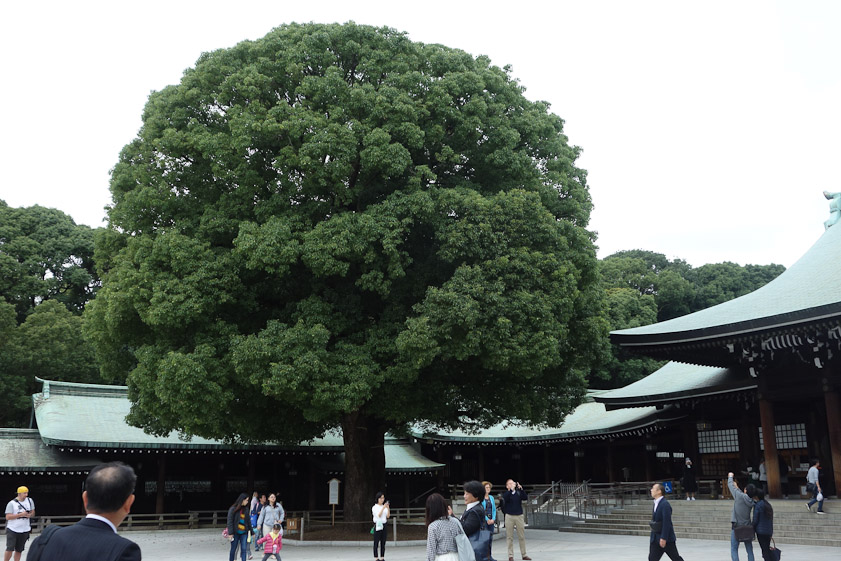A wonderful camphor tree in the courtyard of the Meiji Shrine. t was planted in 1920.