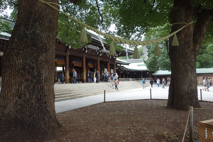 From the side it is seen there are actually two trees, 