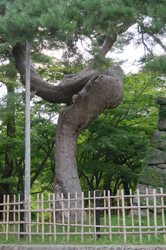 Old tree on the castle grounds.
