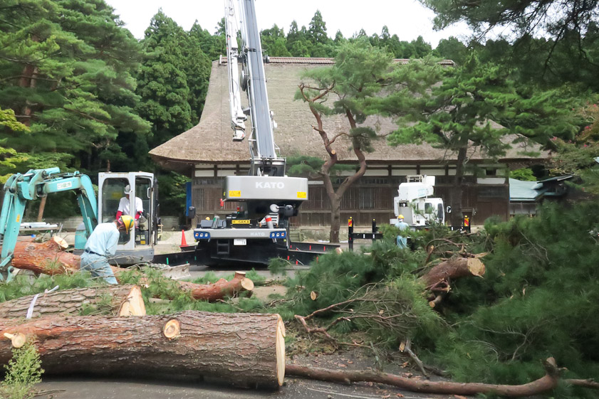 Our visit to Tentokuji was limited by work underway on the main hall. Our first view of ths project was removal of a tree.