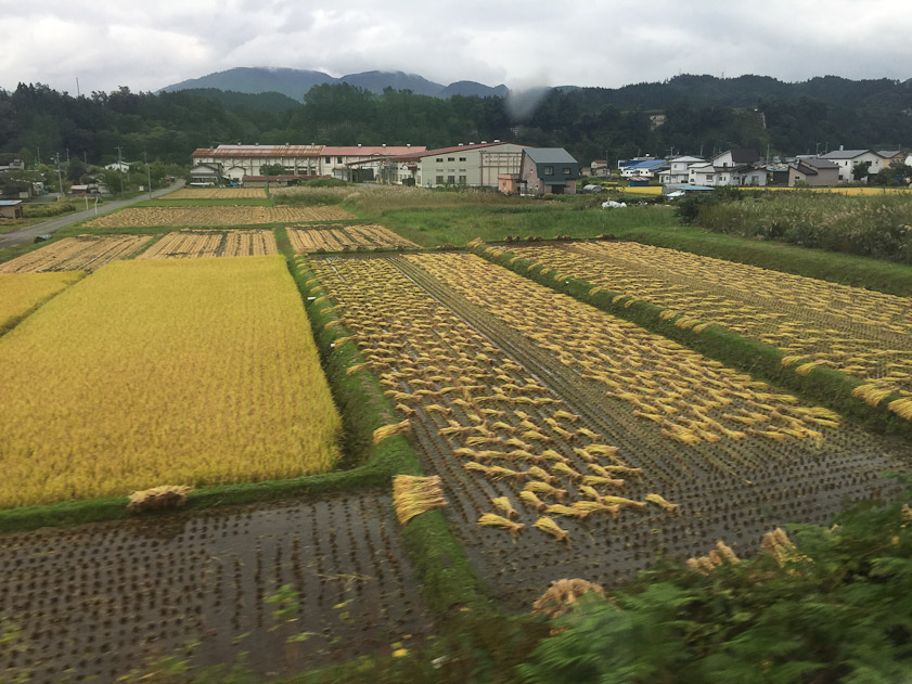 Rice fields before and after harvesting.
