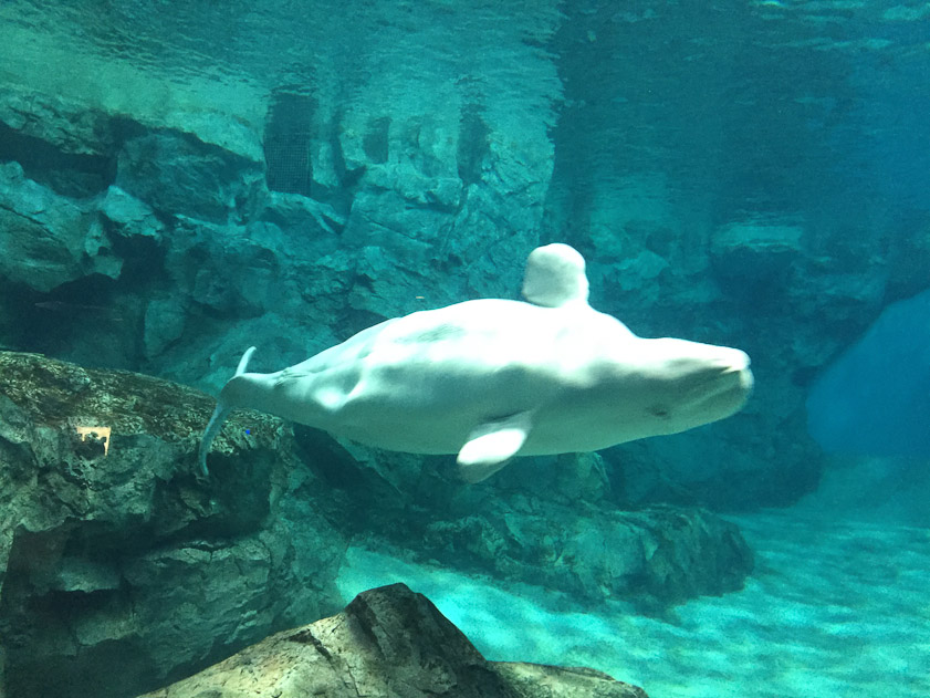 On entering the aquarium we were immediately dazzled by the Beluga whales circling in a huge tank.