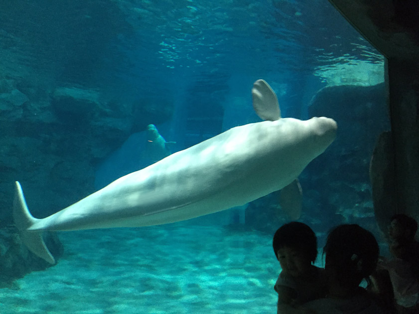several belugas were in a circular path that carried them repeatedly past the spectators.