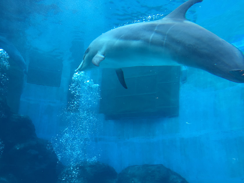 Dolphins blow bubbles in another tank.