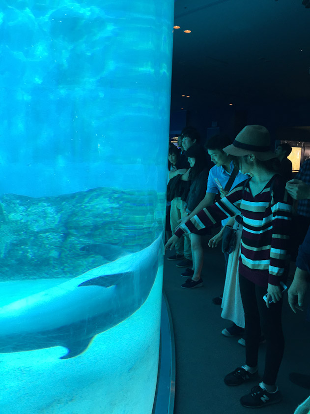 Visiors have the illusion that the dolphins are closer than they are.