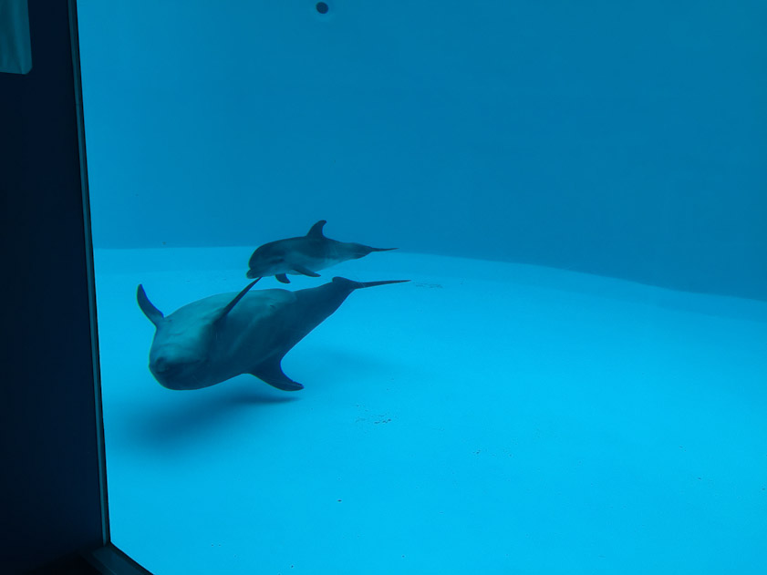 Mother dolphin upside down followed by her right side up child.