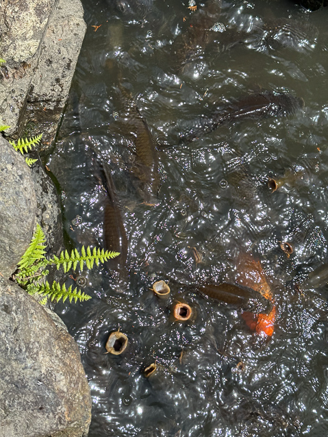 Those are the open mouths of carp begging for feed.