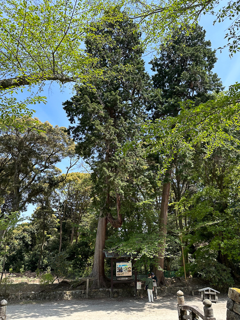 Gargantuan, old trees.
