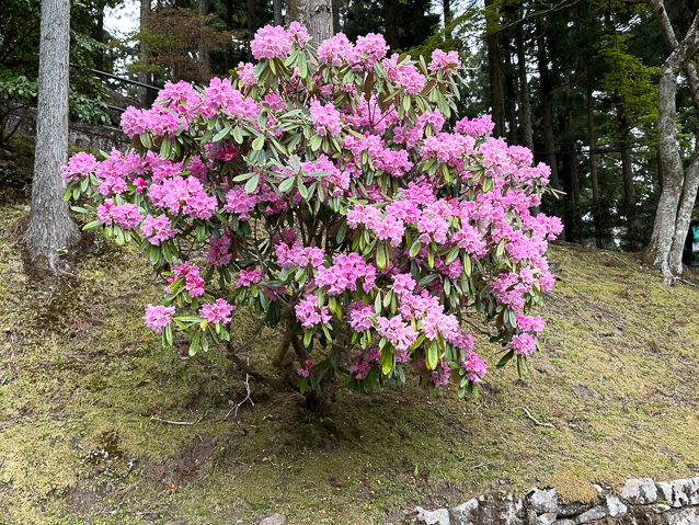 A beautiful bush, but it was cold and we had to walk a long way to find any temples.