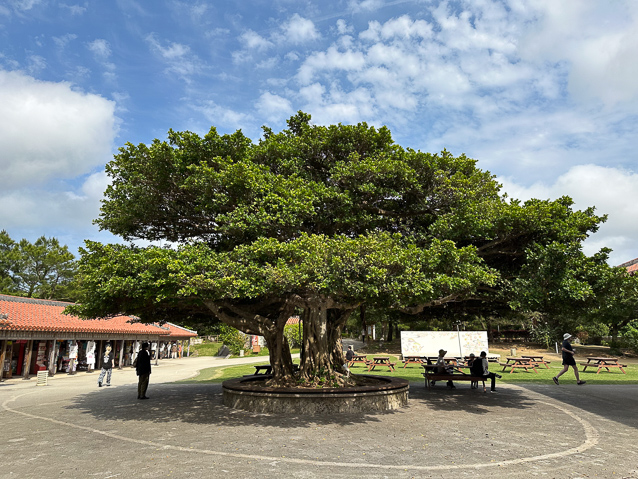 Tree at the exit from the visitor center.