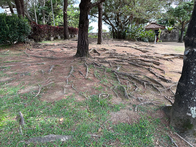 Trees on the way to the first set of walls.