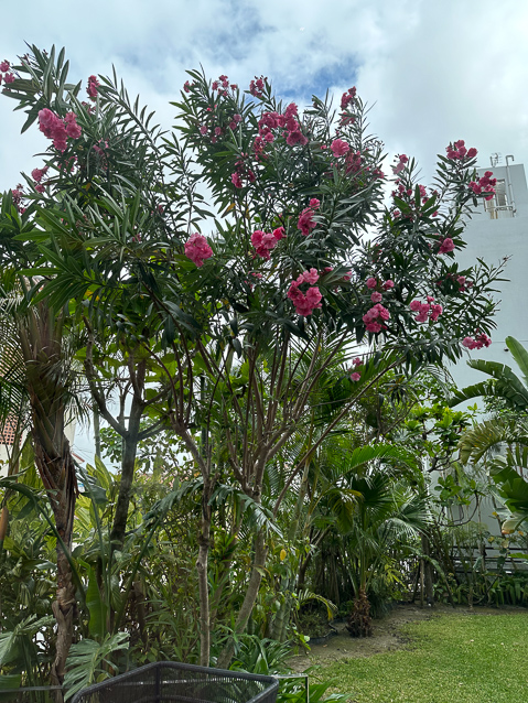 The foliage behind Mariana
