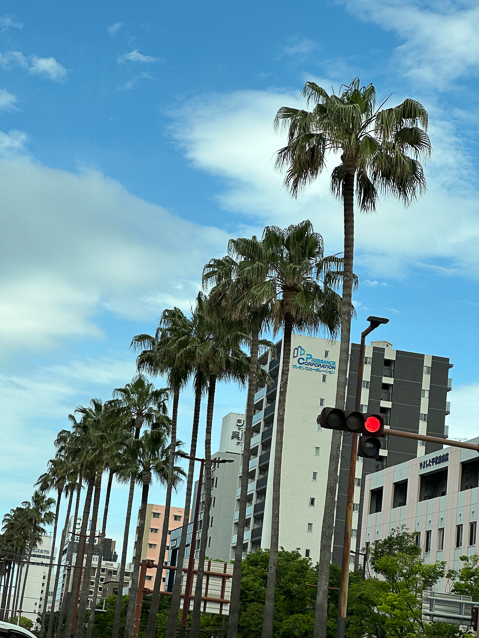 Palm trees en route to the Fukuoka train station to go to Kagoshima