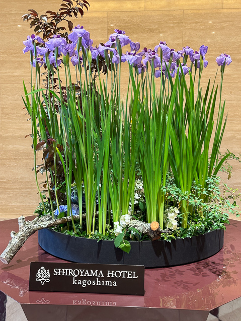 Splendid pot of iris at the entrance of the hotel.