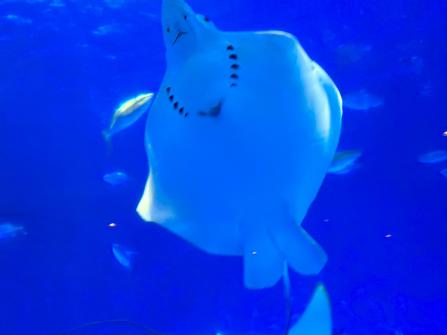 This ray appears to be wearing a necklace with a pendant.