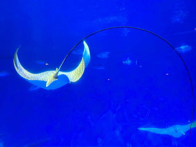 The ray's tail was amazingly long and slender