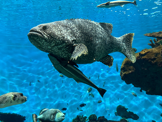 At first I thought this was a fish and a parasite, but later the parasite detached, so I guess its mother and child.