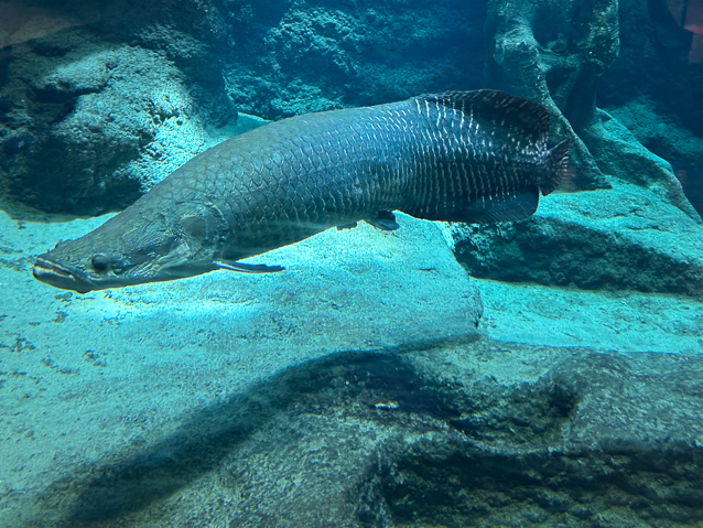 This fish looks like a fossil.