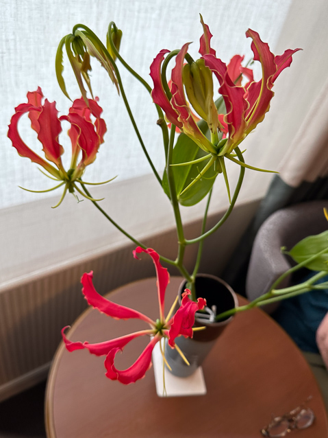 As well as multiple restaurants, the hotel had a flower shop, where Mariana bought these flowers and they lent her the vase.