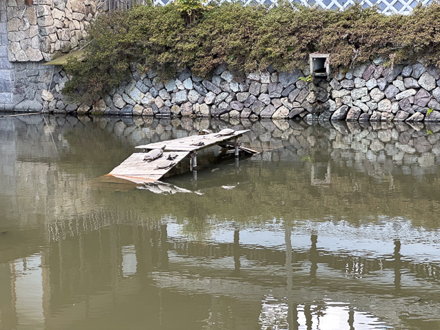 Ramp where turtles can sun themselves.
