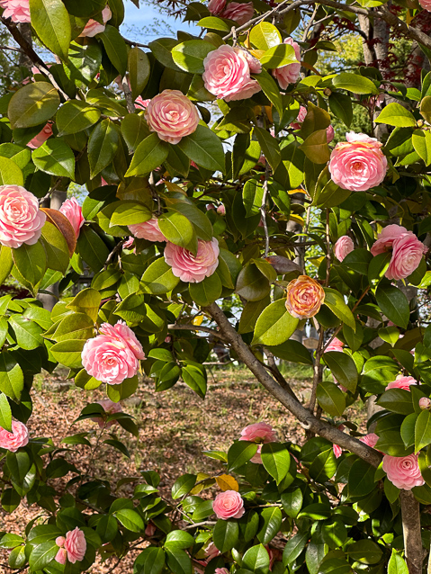 Camelias north of the Main Hall, near the pagoda.