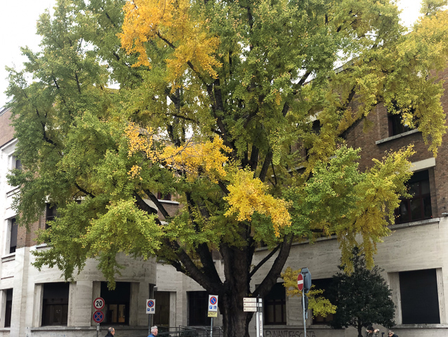 A beautiful tree on thee Via Roma north of Saint Apollinare Nuovo.