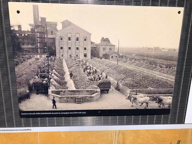 Photograph of 1937 showing ox teams hauling sugar beets to the factory.