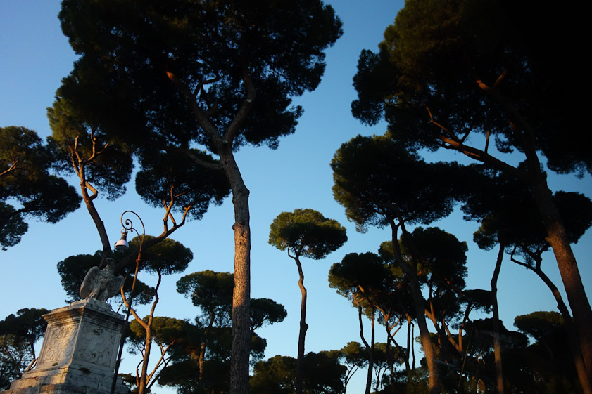 View from our taxi going back to the hotel of Rome's ubiquitous umbrella pines.