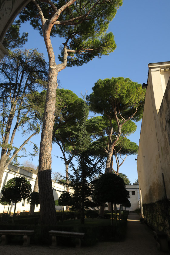 A sign near the entrance to the first gallery warned against entering this court, because of the danger of falling pine cones. One on the ground was the size of a pineapple.