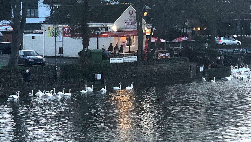 The Thames was a block south of our lodging at Gilbey's restaurant. Those are the Queen's swans.