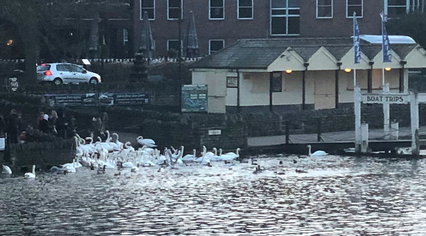 They seem to be getting out of the water, perhaps to be fed.
