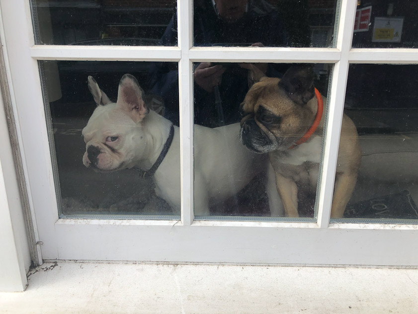 They were mean! After demonstating that, they stopped barking to allow me to take their photo.