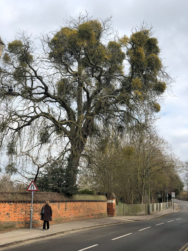 A tree full of mistletoe.